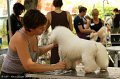 2012-07-01 B & B - Bedlington & Bichon Fun Day (9)_1500x1000
